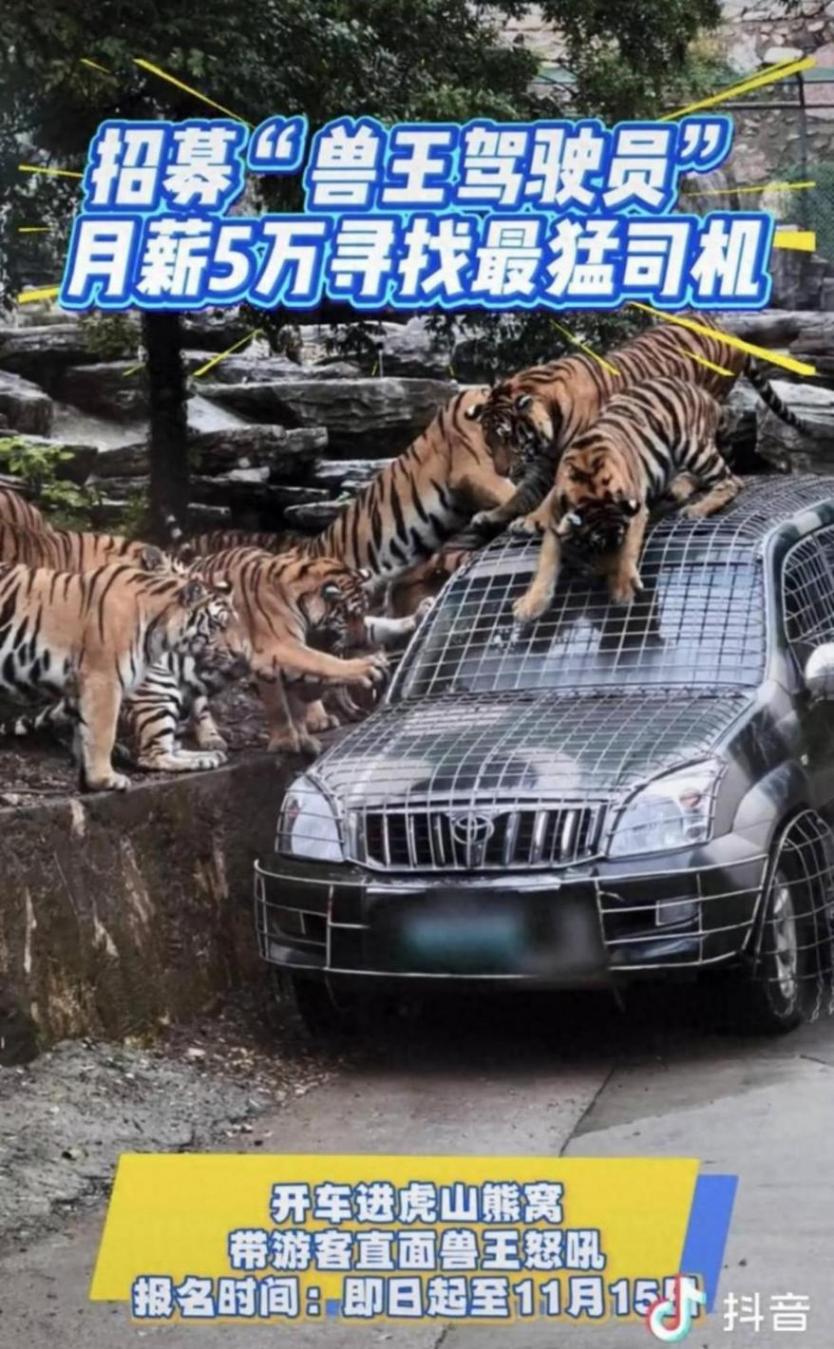 與老虎共舞?洛陽一動物園5萬月薪招募“獸王駕駛員” 園區(qū):報名人數(shù)太多了