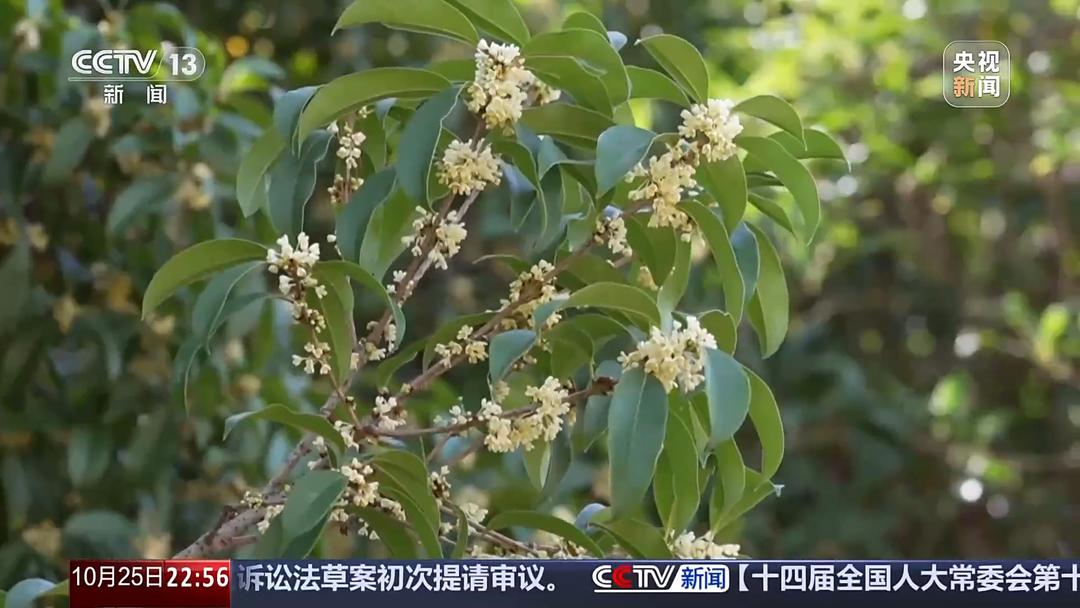 氣溫驟降 山東今年的秋天去哪兒了?