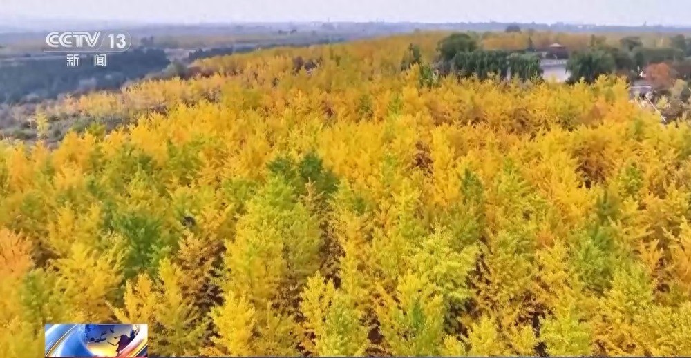 多地秋天“遲到早退” 秋季為何越來越短了?