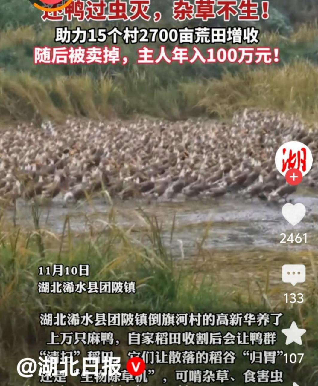 鴨子大軍下鄉(xiāng)開荒